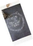 dessin poils de chat,cours de dessin,cours de pastels sec,cours d'aquarelle,dawnaurore,réussir dans la peinture,